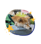 柴犬のしゃな（個別スタンプ：6）