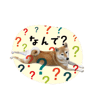 柴犬のしゃな（個別スタンプ：11）