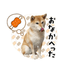 柴犬のしゃな（個別スタンプ：16）