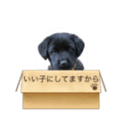 黒ラブロッキー（個別スタンプ：6）