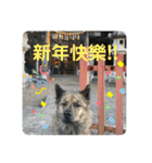 日台犬合作の台湾華語すたんぷ（個別スタンプ：1）