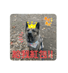 日台犬合作の台湾華語すたんぷ（個別スタンプ：3）