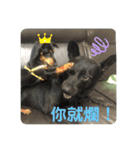日台犬合作の台湾華語すたんぷ（個別スタンプ：4）