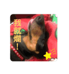 日台犬合作の台湾華語すたんぷ（個別スタンプ：5）