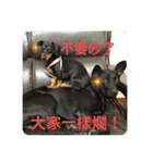 日台犬合作の台湾華語すたんぷ（個別スタンプ：6）