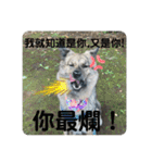 日台犬合作の台湾華語すたんぷ（個別スタンプ：7）