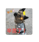 日台犬合作の台湾華語すたんぷ（個別スタンプ：8）
