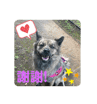 日台犬合作の台湾華語すたんぷ（個別スタンプ：10）