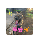 日台犬合作の台湾華語すたんぷ（個別スタンプ：12）