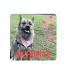 日台犬合作の台湾華語すたんぷ（個別スタンプ：13）