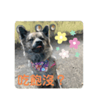 日台犬合作の台湾華語すたんぷ（個別スタンプ：14）