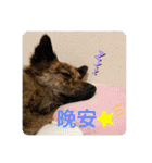 日台犬合作の台湾華語すたんぷ（個別スタンプ：15）