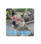 日台犬合作の台湾華語すたんぷ（個別スタンプ：16）