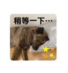 日台犬合作の台湾華語すたんぷ（個別スタンプ：17）