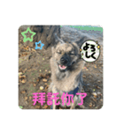日台犬合作の台湾華語すたんぷ（個別スタンプ：18）