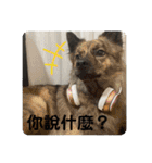 日台犬合作の台湾華語すたんぷ（個別スタンプ：19）