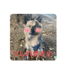 日台犬合作の台湾華語すたんぷ（個別スタンプ：20）