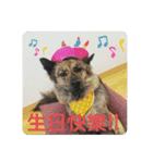 日台犬合作の台湾華語すたんぷ（個別スタンプ：21）