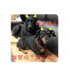 日台犬合作の台湾華語すたんぷ（個別スタンプ：22）
