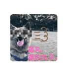 日台犬合作の台湾華語すたんぷ（個別スタンプ：24）