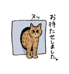 【敬語】猫なのに丁寧 -シャムとキジトラ-（個別スタンプ：23）