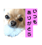 まゆちゃん＆トラくんスタンプ（個別スタンプ：3）