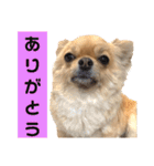 まゆちゃん＆トラくんスタンプ（個別スタンプ：6）