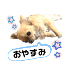 まゆちゃん＆トラくんスタンプ（個別スタンプ：10）