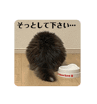 長毛猫ハウル（個別スタンプ：4）
