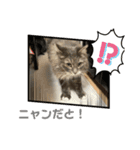 長毛猫ハウル（個別スタンプ：5）