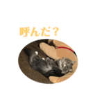 長毛猫ハウル（個別スタンプ：6）