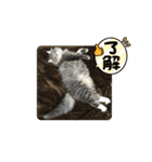 長毛猫ハウル（個別スタンプ：7）
