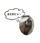 長毛猫ハウル（個別スタンプ：8）