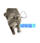 長毛猫ハウル（個別スタンプ：9）