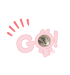 長毛猫ハウル（個別スタンプ：10）