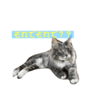 長毛猫ハウル（個別スタンプ：11）