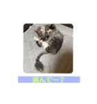 長毛猫ハウル（個別スタンプ：12）