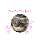長毛猫ハウル（個別スタンプ：13）