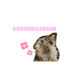 長毛猫ハウル（個別スタンプ：15）