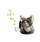 長毛猫ハウル（個別スタンプ：16）