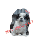 coco nuts（個別スタンプ：1）