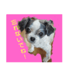 coco nuts（個別スタンプ：4）