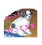coco nuts（個別スタンプ：9）