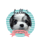coco nuts（個別スタンプ：12）