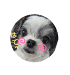 coco nuts（個別スタンプ：14）