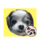 coco nuts（個別スタンプ：19）
