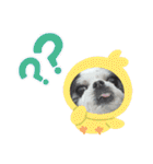 coco nuts（個別スタンプ：22）