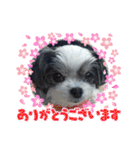 coco nuts（個別スタンプ：33）