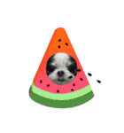 coco nuts（個別スタンプ：34）