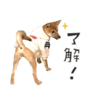 ベンガル猫ターコと柴犬ゆの2（個別スタンプ：6）